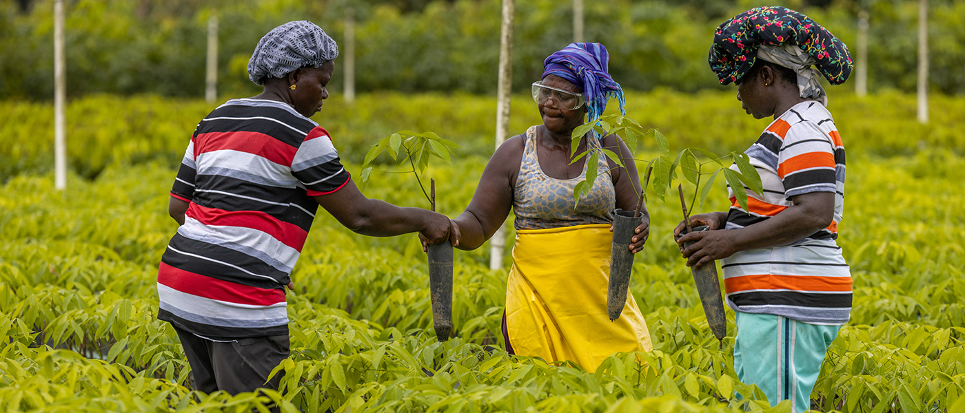 Bridgestone Firestone Rubber Farm in Liberia